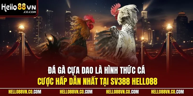 Đá gà cựa dao là hình thức cá cược hấp dẫn nhất tại SV388 HELLO88
