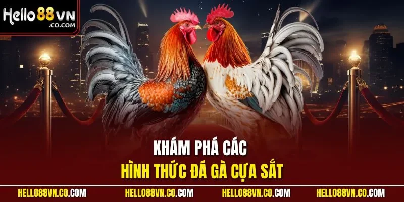 Khám phá các hình thức đá gà cựa sắt