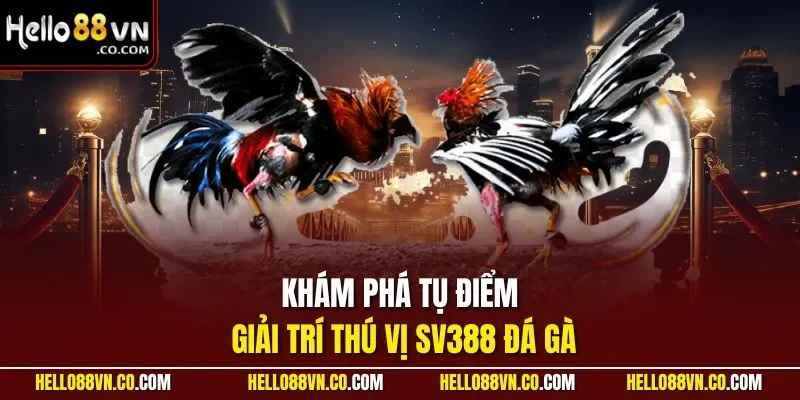Khám phá tụ điểm giải trí thú vị SV388 đá gà